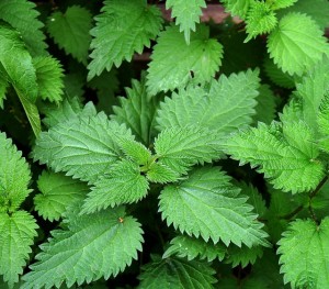 Stinging Nettles