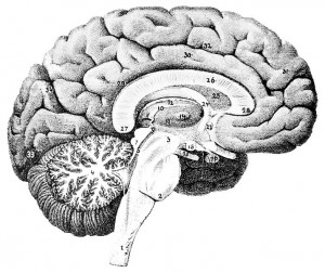 Human Brain