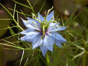 Black cumin seed flower - Nigella sativa